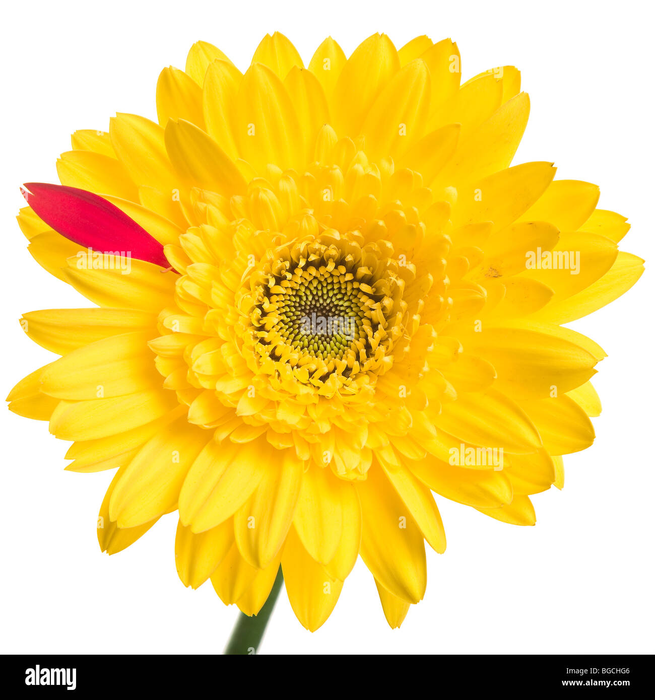 Yellow Gerber daisy with one red petal over a white background. Studio isolated! Stock Photo