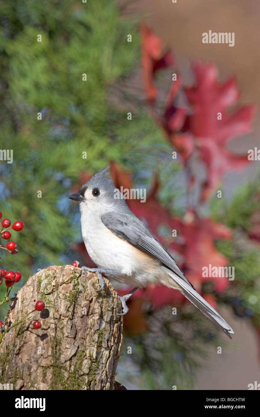 Tufted Titmouse Stock Photo