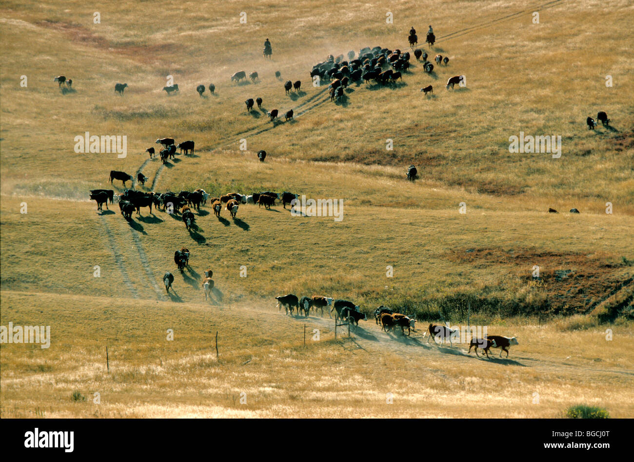 Cattle roundup on South Dakota ranch, Pine Ridge Indian Reservation