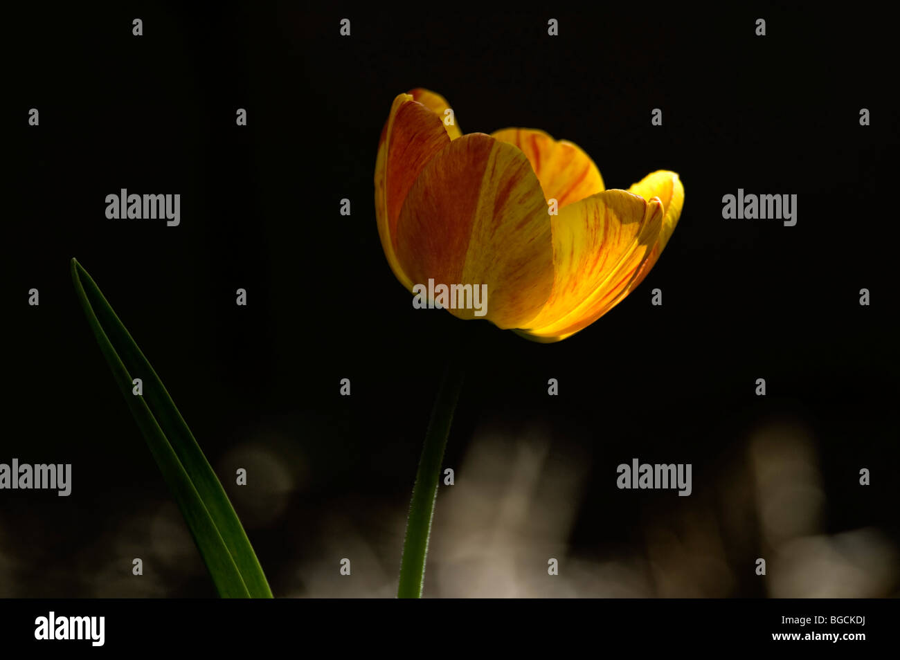 A Tulip flower bloom in Spring Stock Photo - Alamy