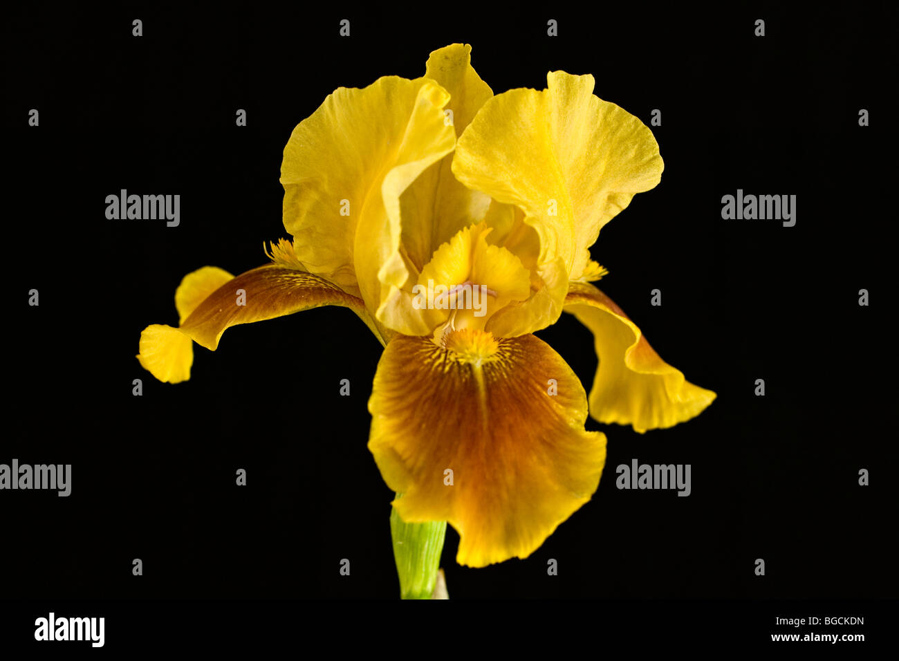 A yellow Iris flower in full bloom. Stock Photo