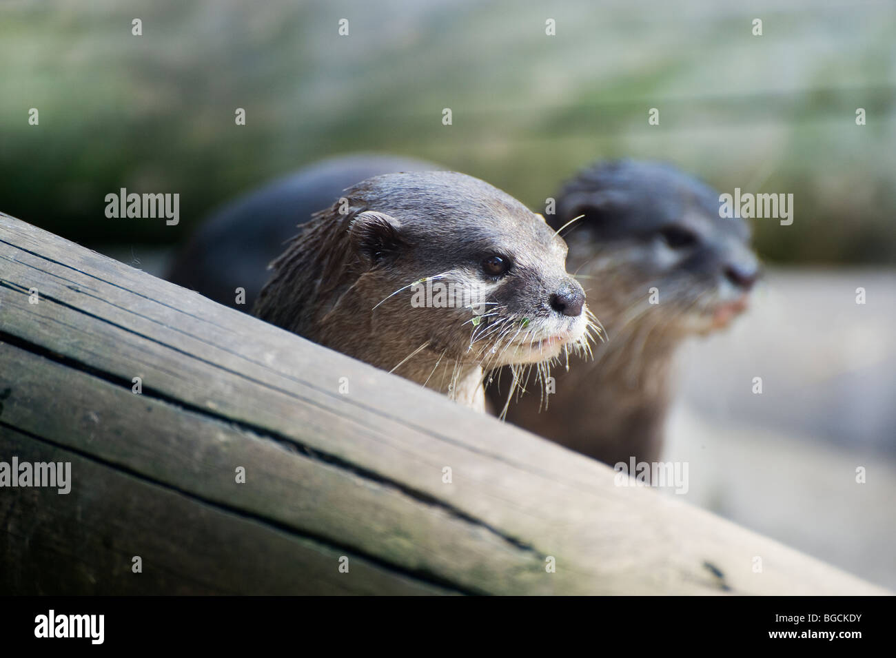 Asian short-clawed Otter (Aonyx cinerea Stock Photo - Alamy