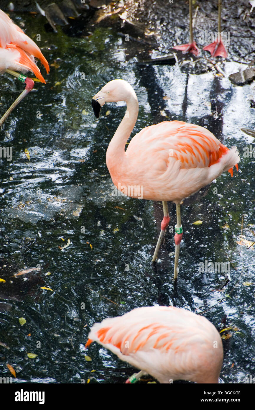 Chilean Flamingo(Phoenicopterus chilensis), pink Stock Photo