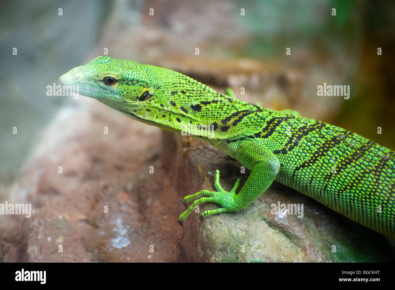 Green Tree Monitor Lizard Stock Photo