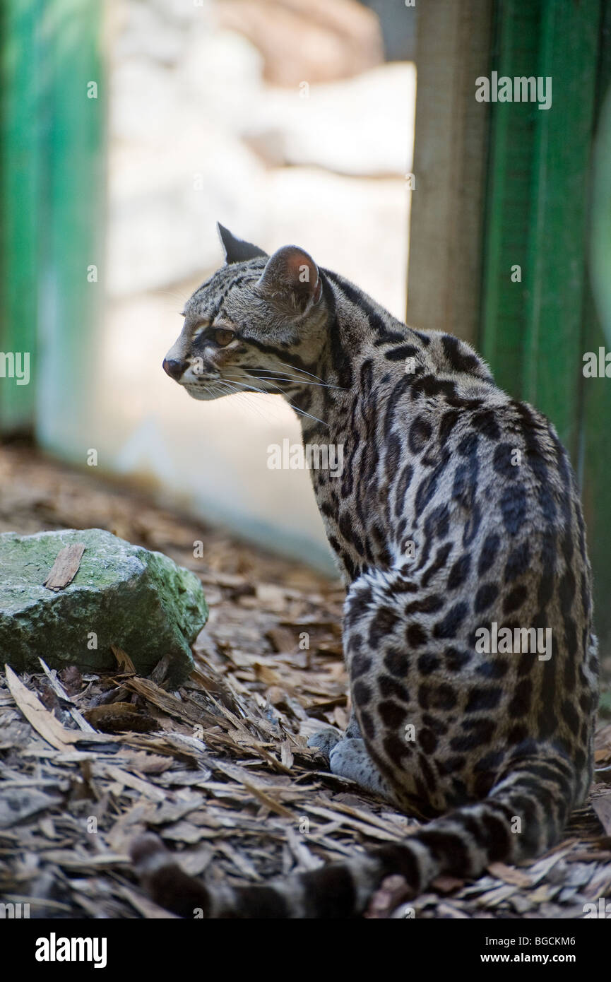 Margay, Leopardus wiedii, a rare South American cat Weekender Tote Bag
