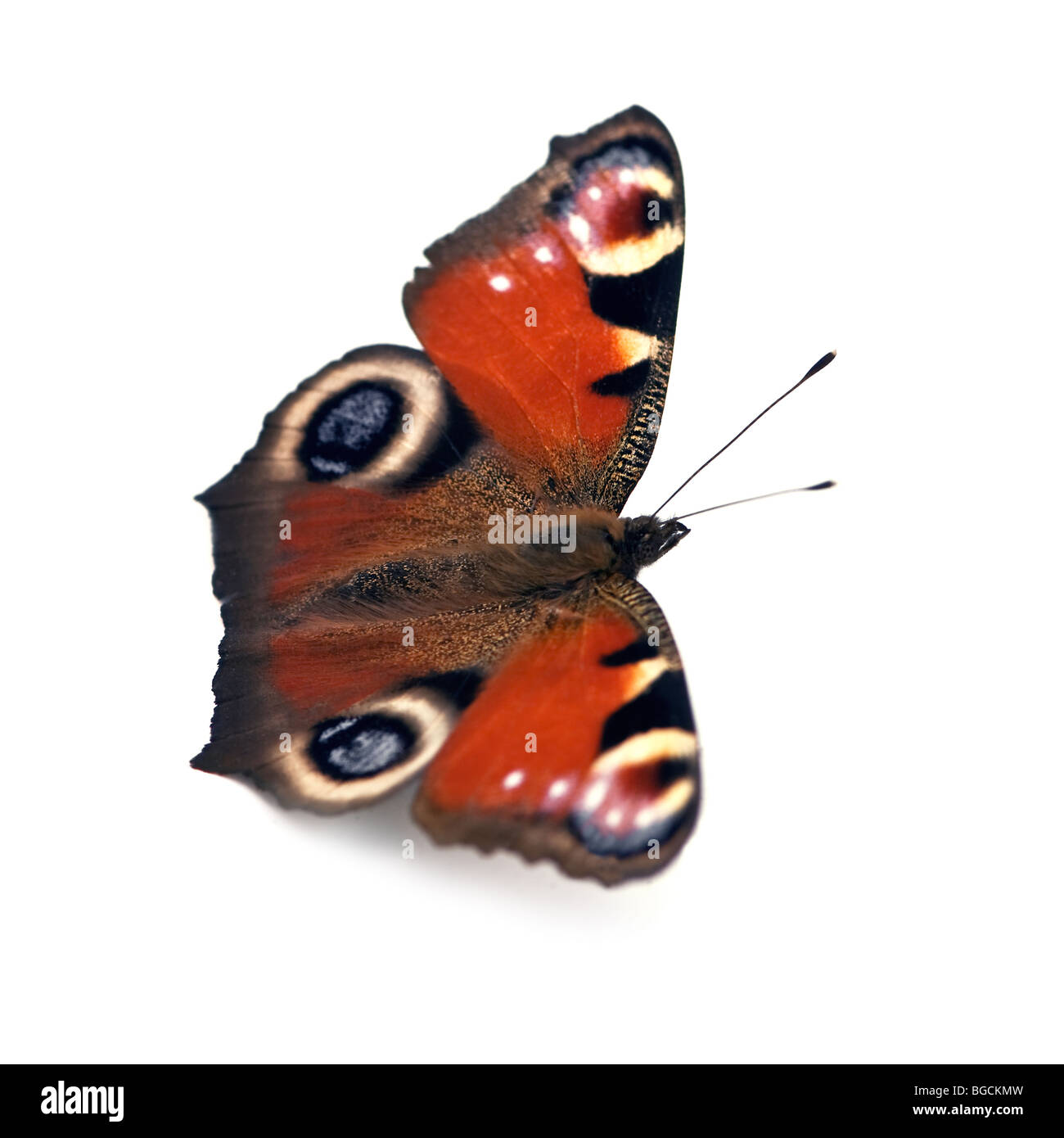 Monarch butterfly Cut Out Stock Images & Pictures - Alamy