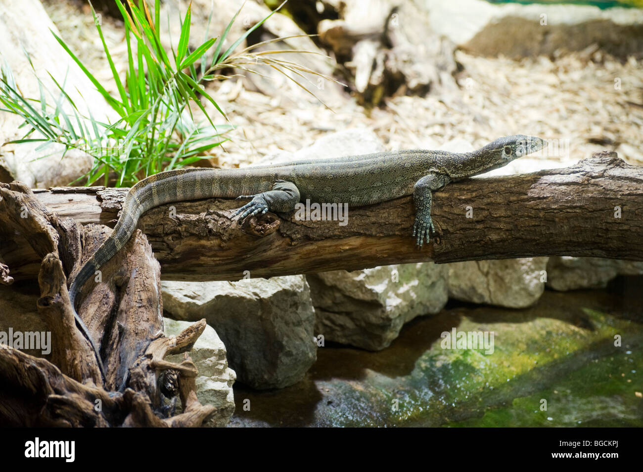Nile Monitor Lizard (Varanus niloticus) Stock Photo