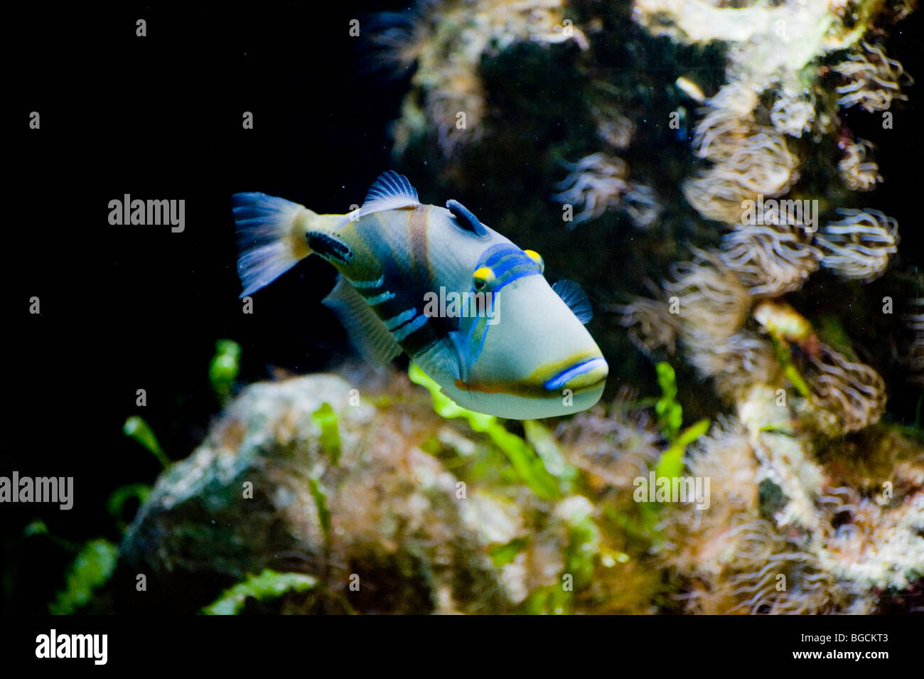 Picasso Triggerfish: Rhinecanthus assasi, Balistes assasi, Rhinecanthus assasia Stock Photo