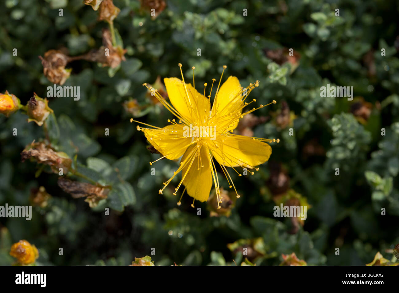 Glandular dots hi-res stock photography and images - Alamy