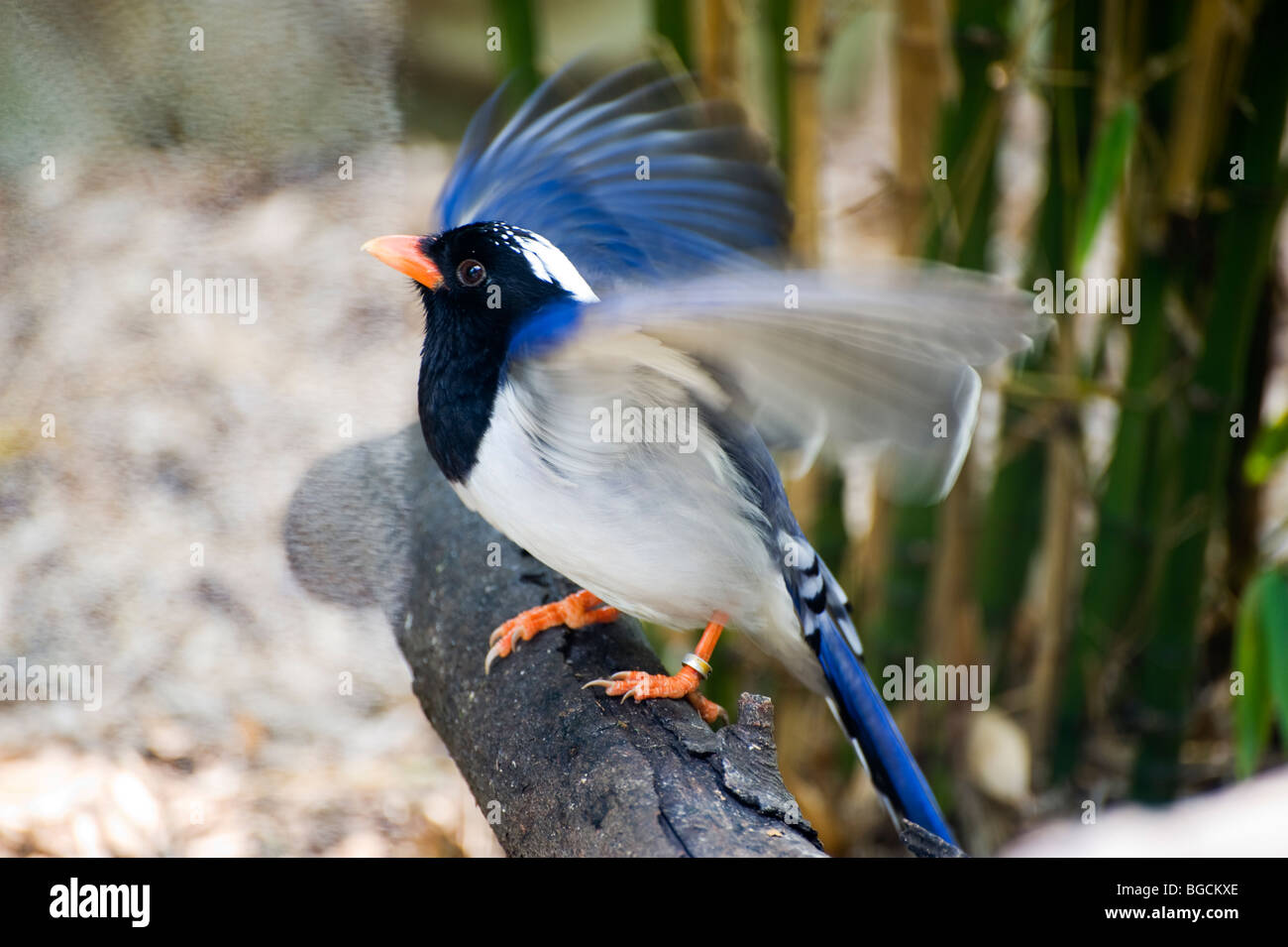 Red Billed Blue Magpie (Urocissa erythrorhyncha) Stock Photo