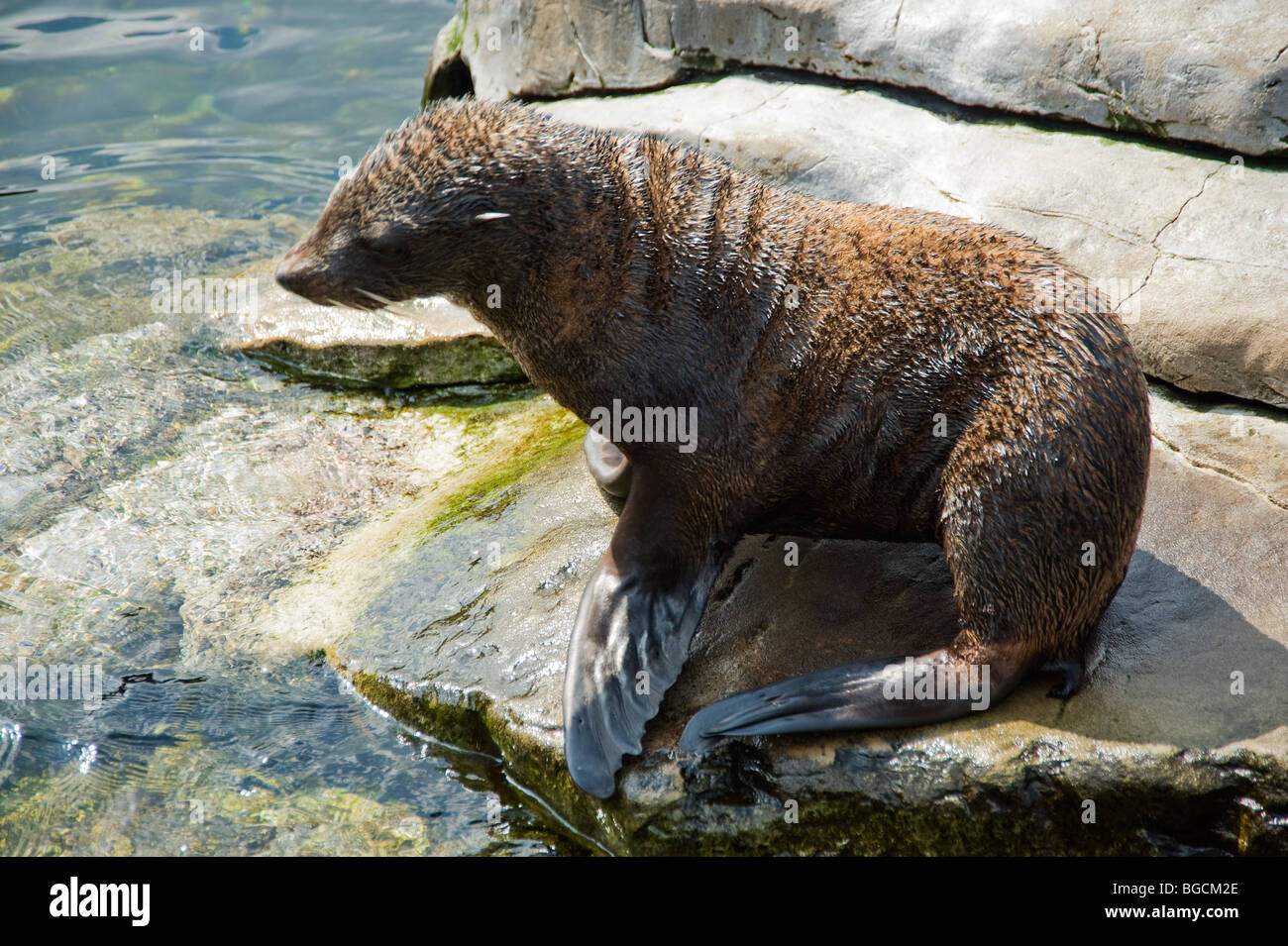 South American fur seal: Scientific name: Arctocephalus Australis Stock Photo