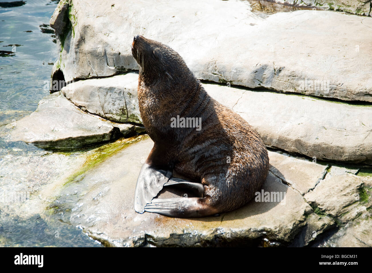 South American fur seal: Scientific name: Arctocephalus Australis Stock Photo