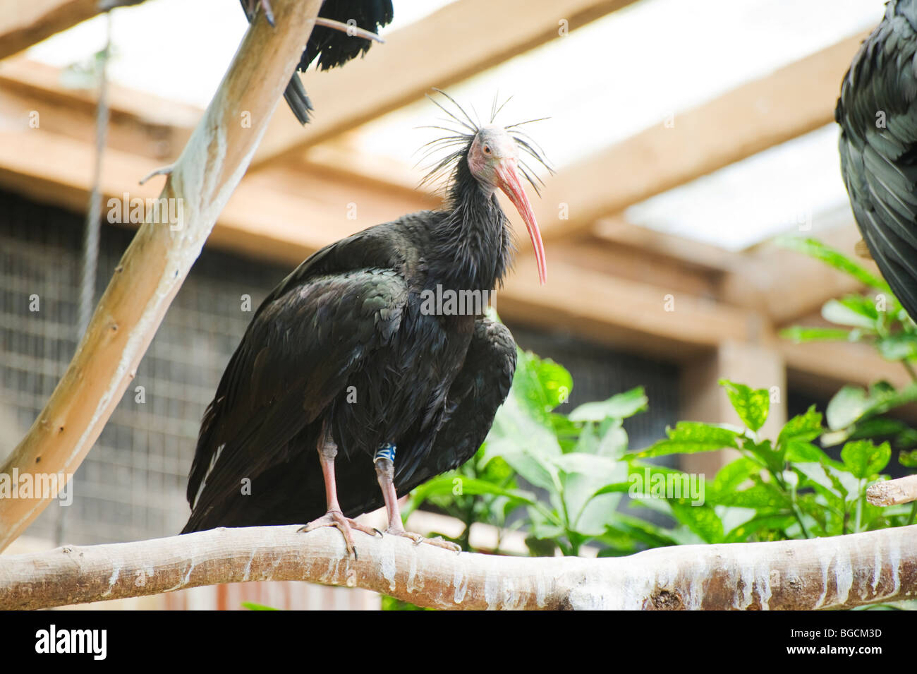 Waldrapp ibis (Geronticus eremita) Stock Photo