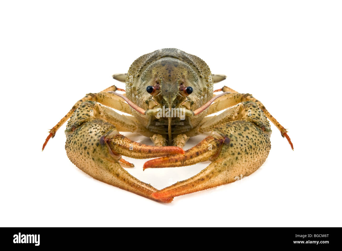 crustacean isolated on white Stock Photo Alamy