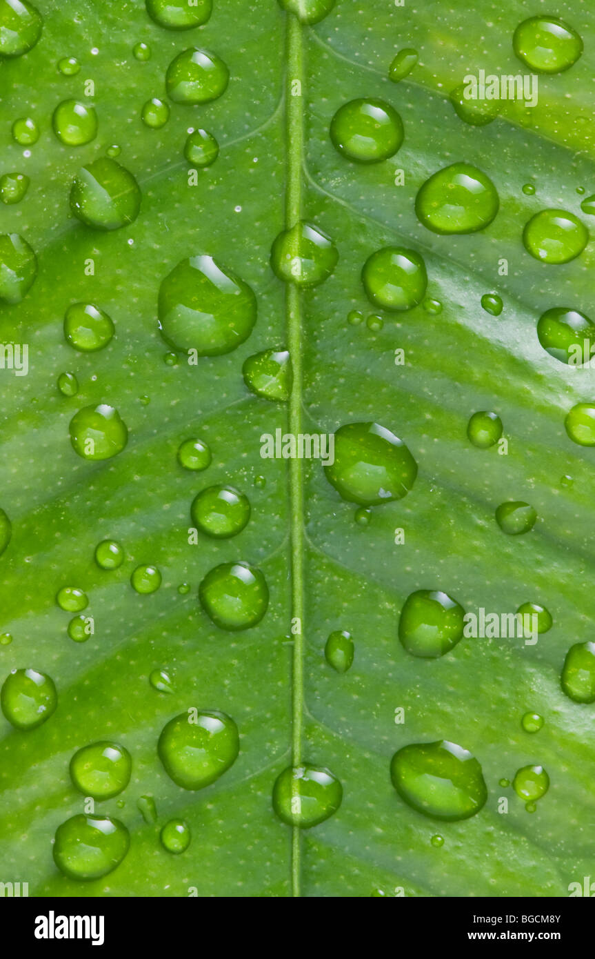 green leaf texture closeup Stock Photo