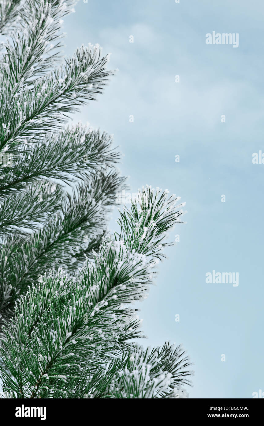 pine tree with snow Stock Photo