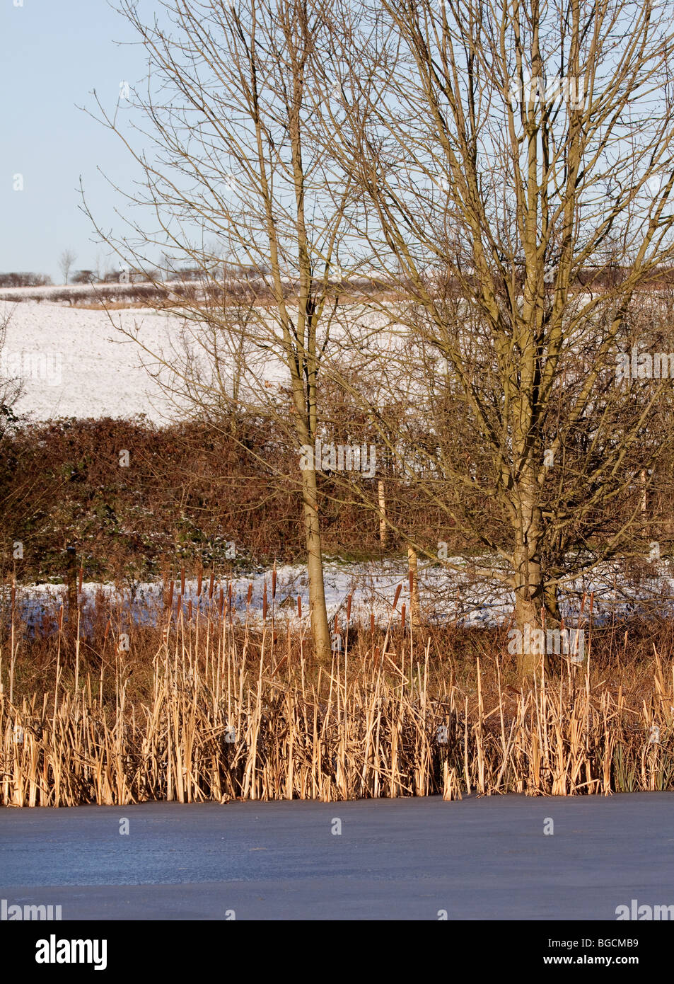 Bull Rushes Pond Bull rush rushes bullrush bullrushes hi-res stock photography and ...