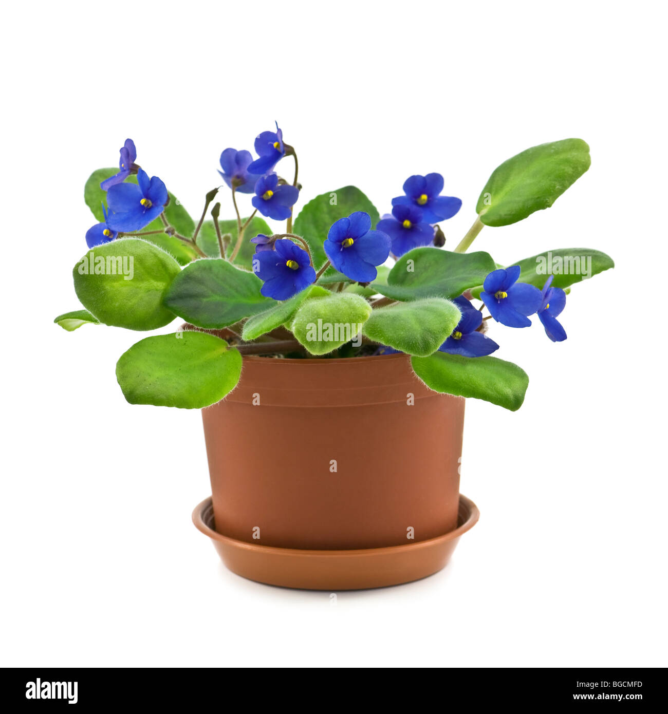 violet in pot isolated Stock Photo