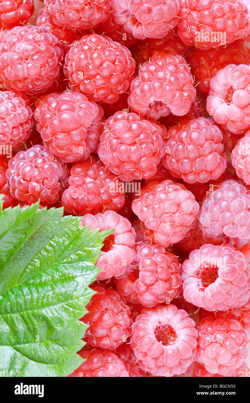 raspberry with leaf closeup Stock Photo