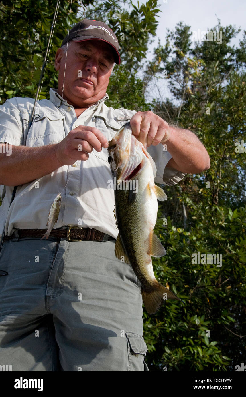 Bass angler unhooks a big largemouth bass caught on a wild native shiner from a canal off a Florida lake. Stock Photo