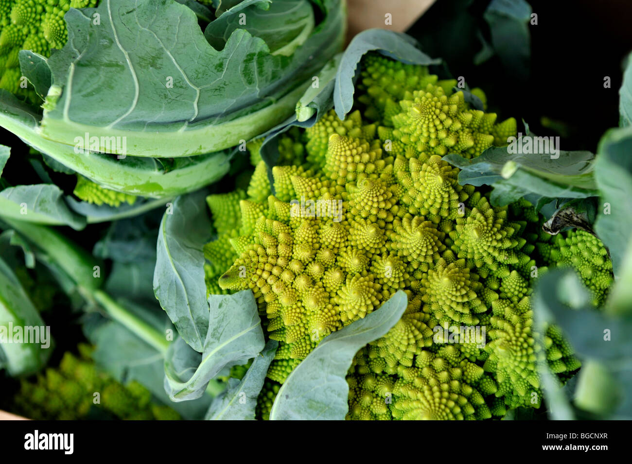 Roman Cauliflower or Romanesco broccoli (Brassica oleracea) Stock Photo