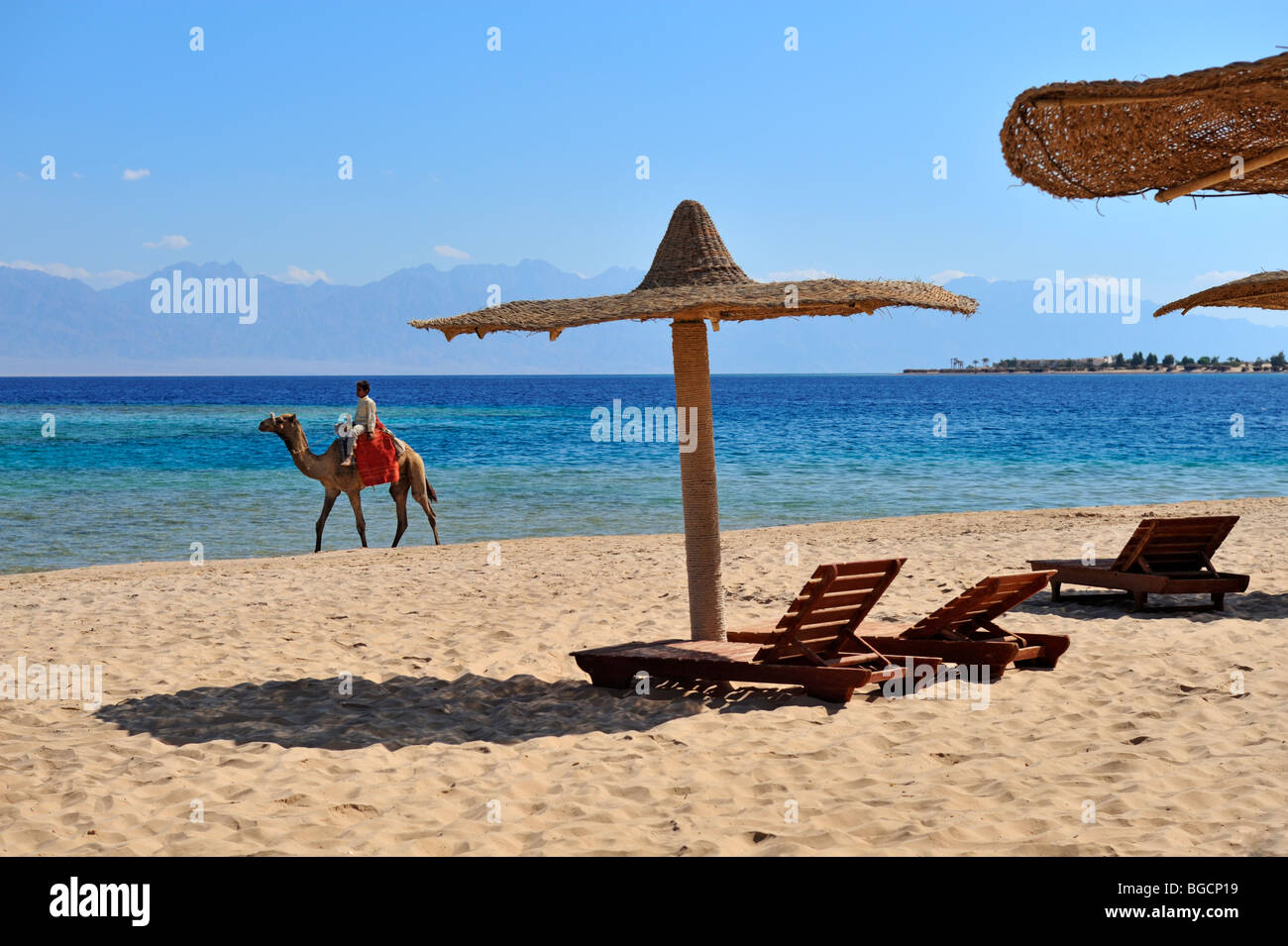 'Red Sea' beach with thatched umbrellas, sunbeds and camel Stock Photo
