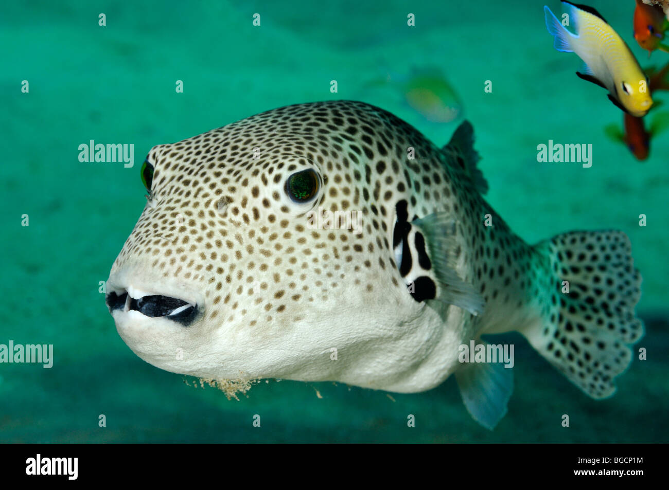 Front view of Spot-fin Porcupinefish (Diodon hystrix) in 'Red Sea' Stock Photo