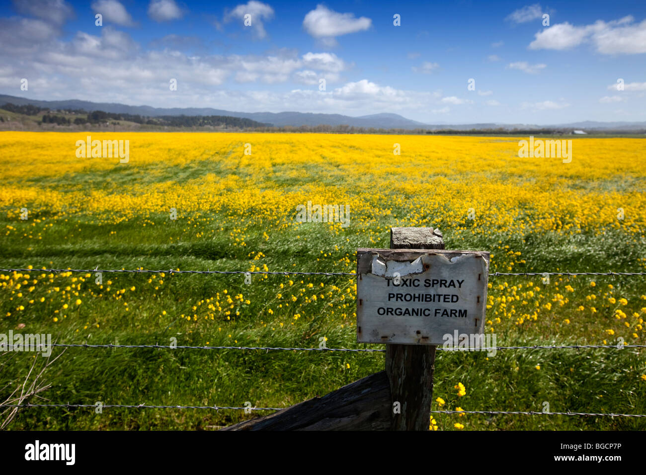 Yellow mustard flowers carpet field on an organic farm in Ferndale