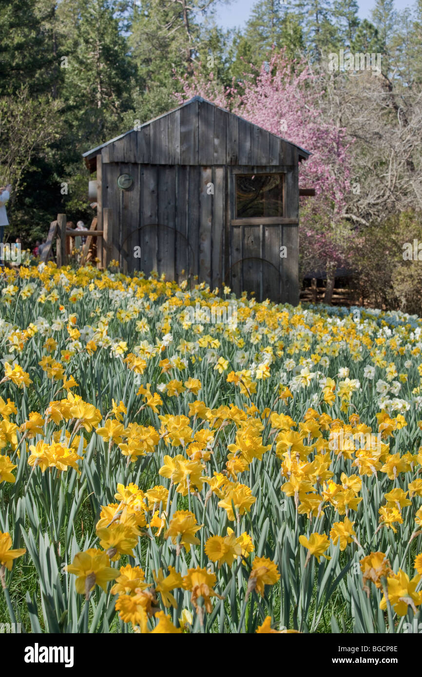 Daffodil tree hires stock photography and images Alamy