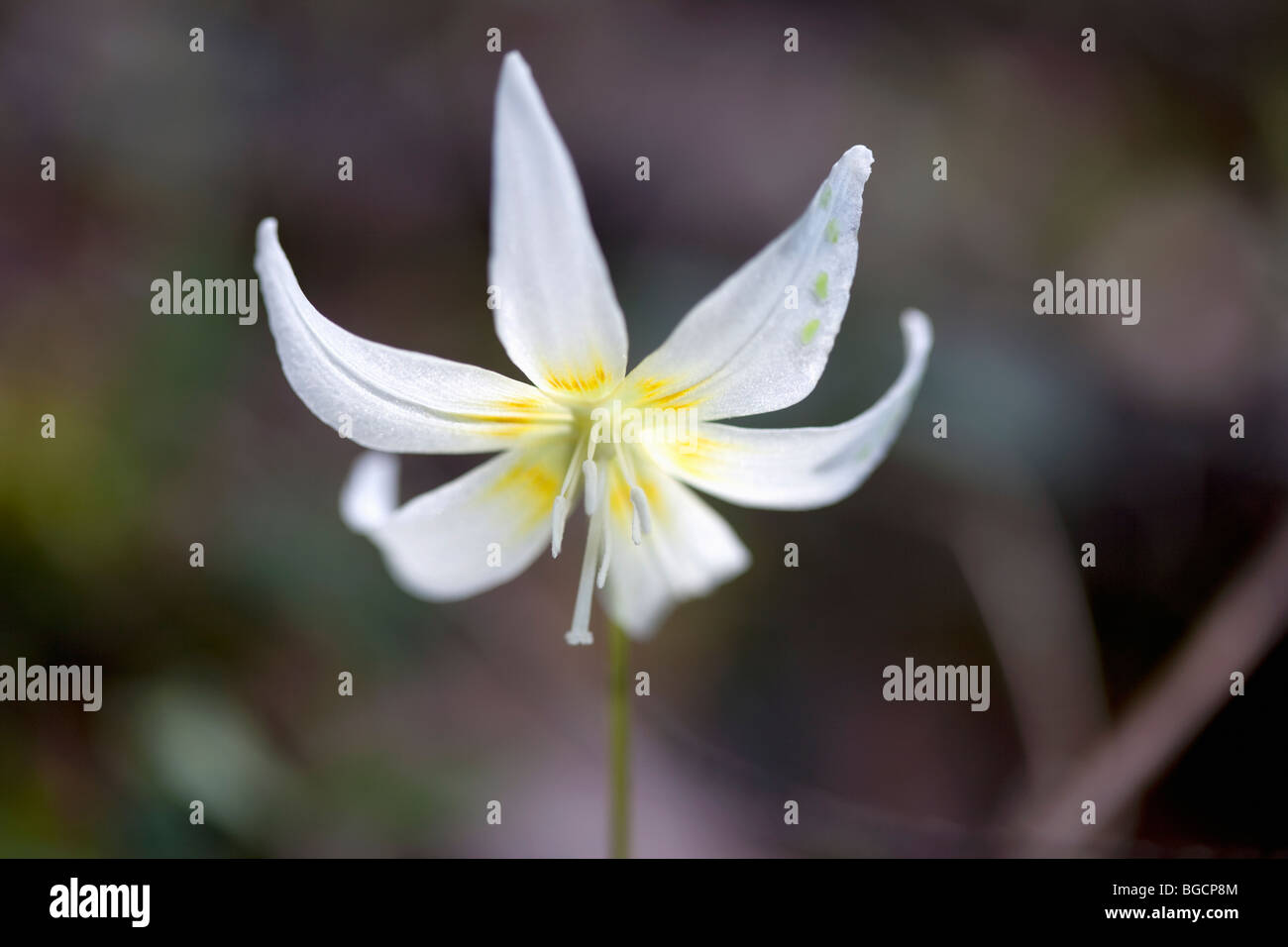 Closeup of Sierra Fawn Lily found in Humboldt and Trinity area of Northern California. Stock Photo
