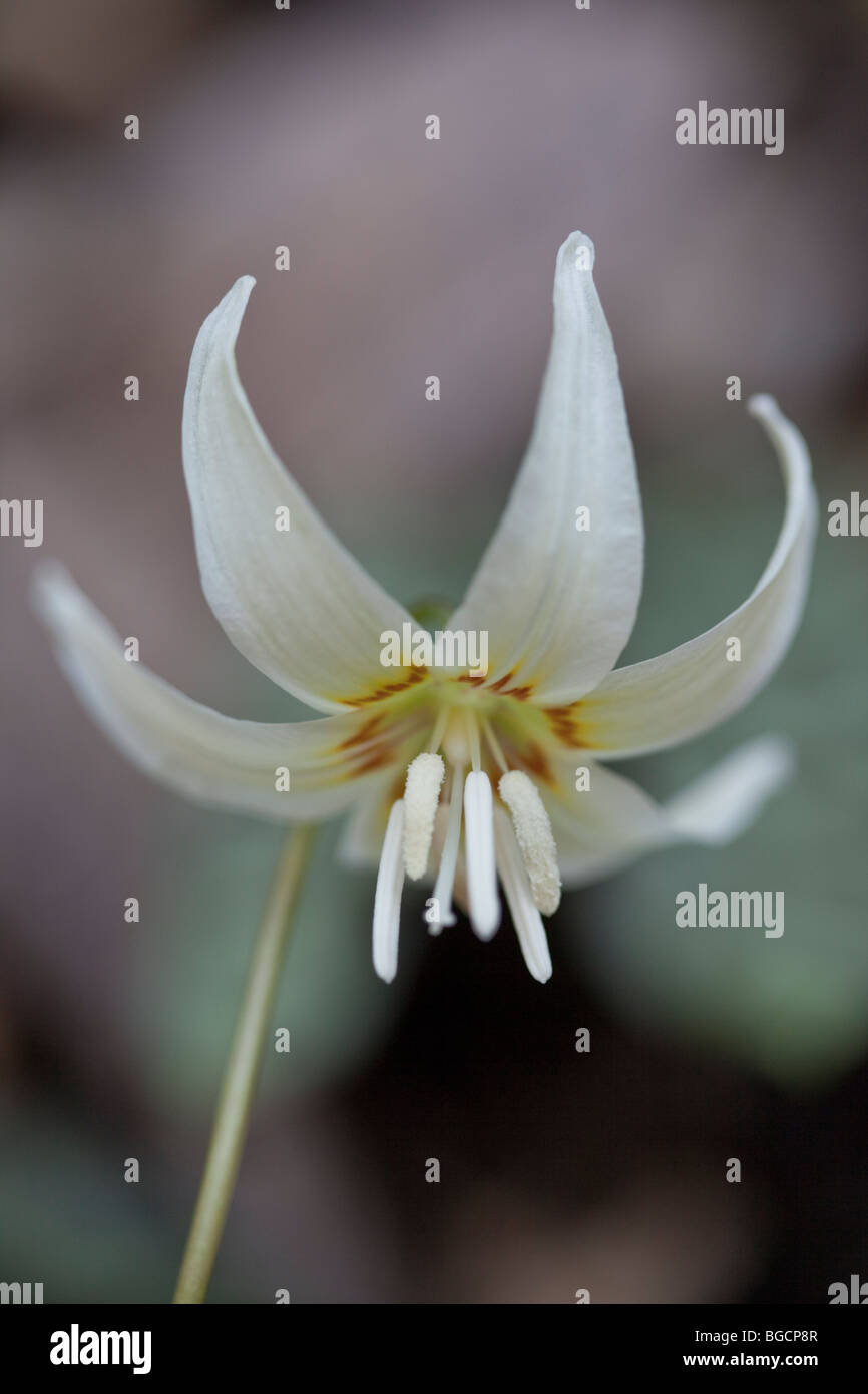 Closeup of a Sierra Fawn Lily, Humboldt County, California Stock Photo