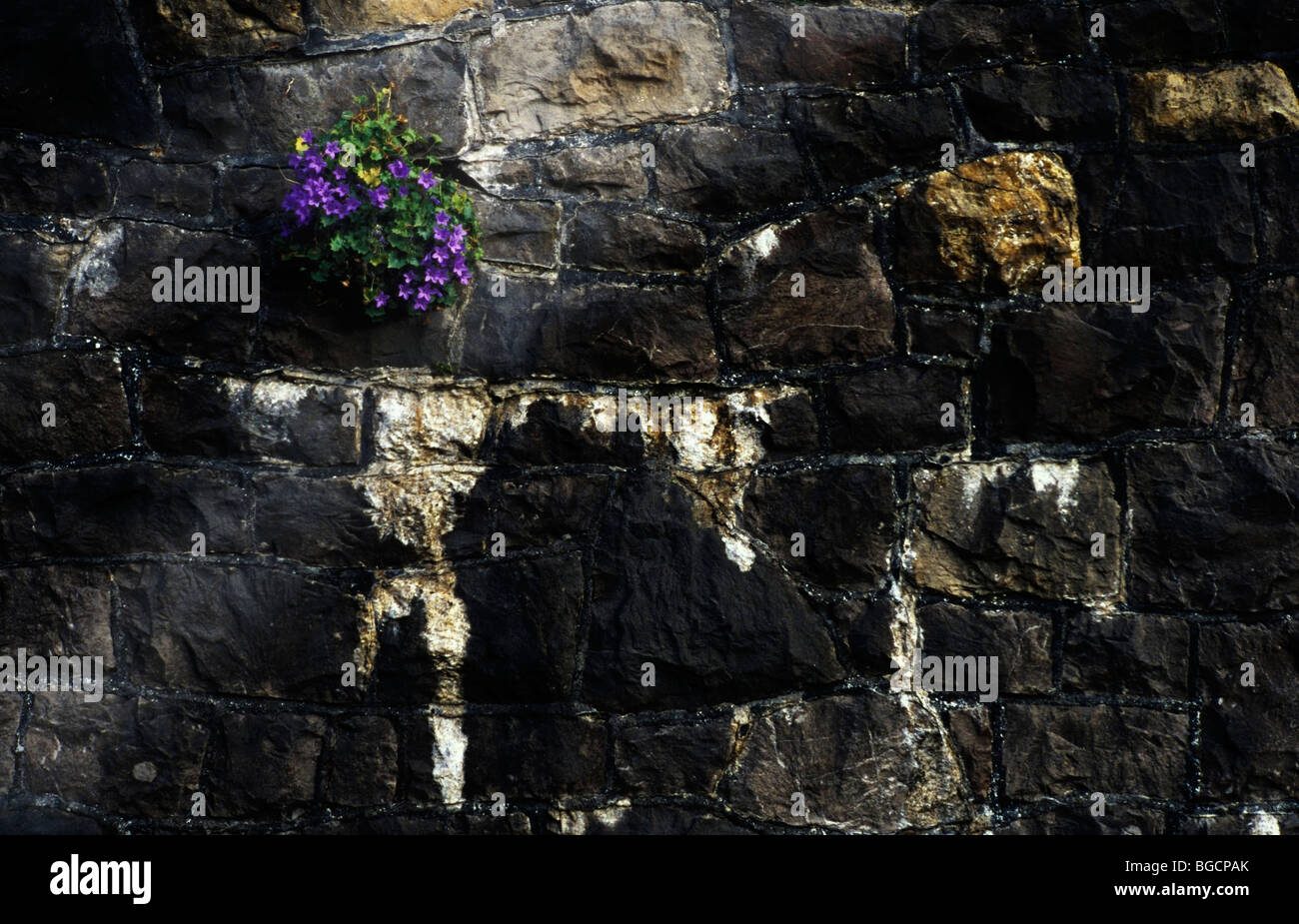 Wall with flowers growing Weston Super Mare Somerset UK Stock Photo Alamy