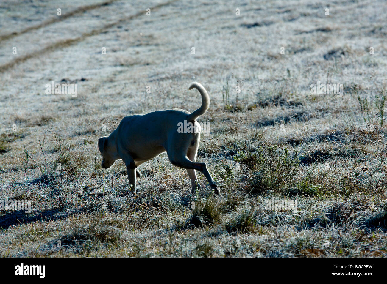 dog walking over frost Stock Photo