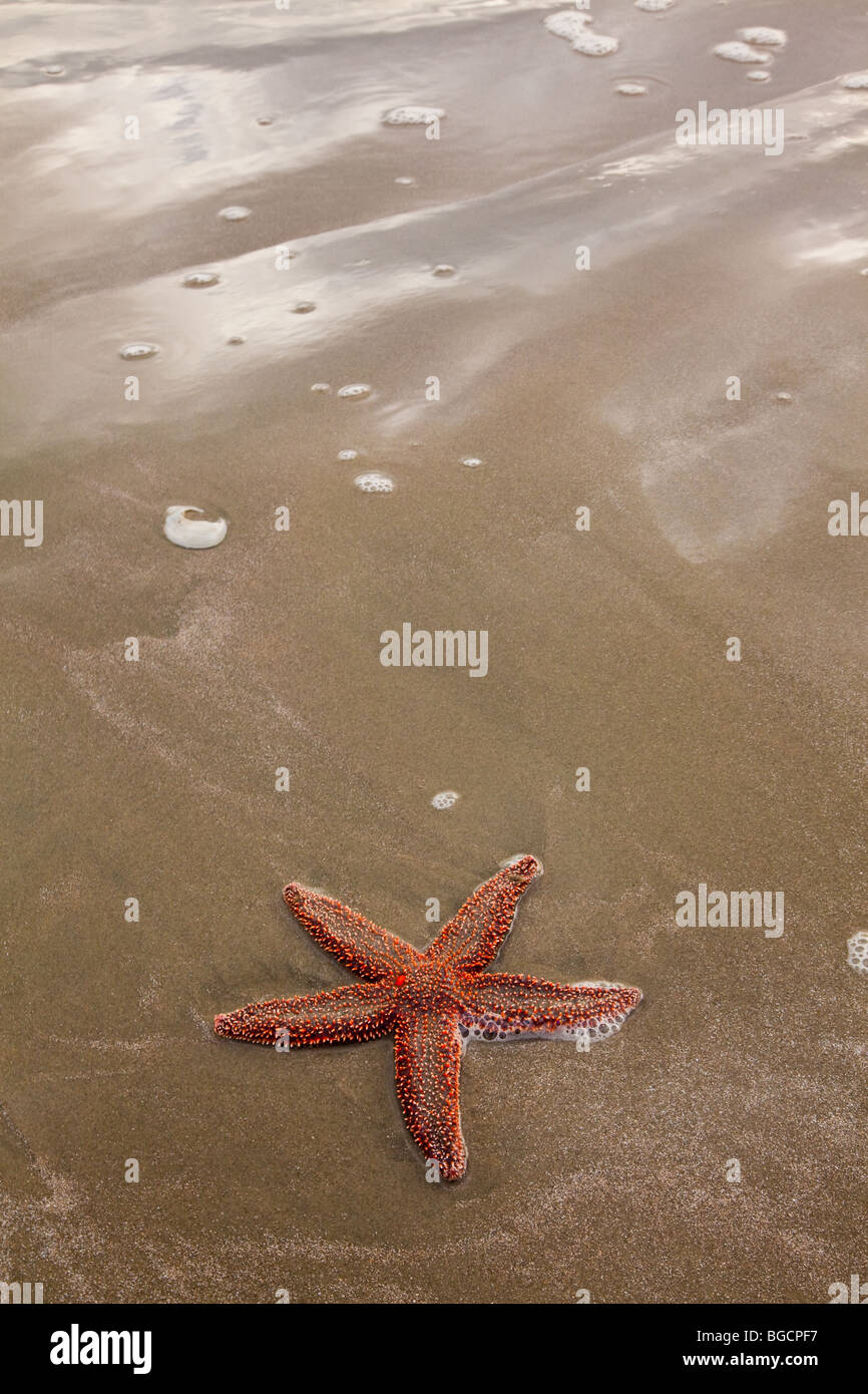 A sugar starfish (Asterias rubens) on Isle of Palms beach near Charleston, SC. Stock Photo