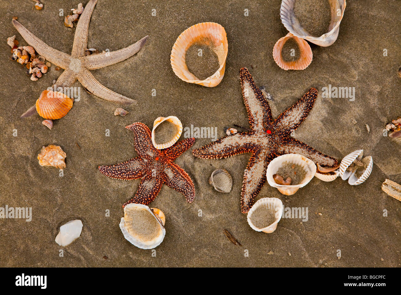 A sugar starfish (Asterias rubens) on Isle of Palms beach near Charleston, SC. Stock Photo