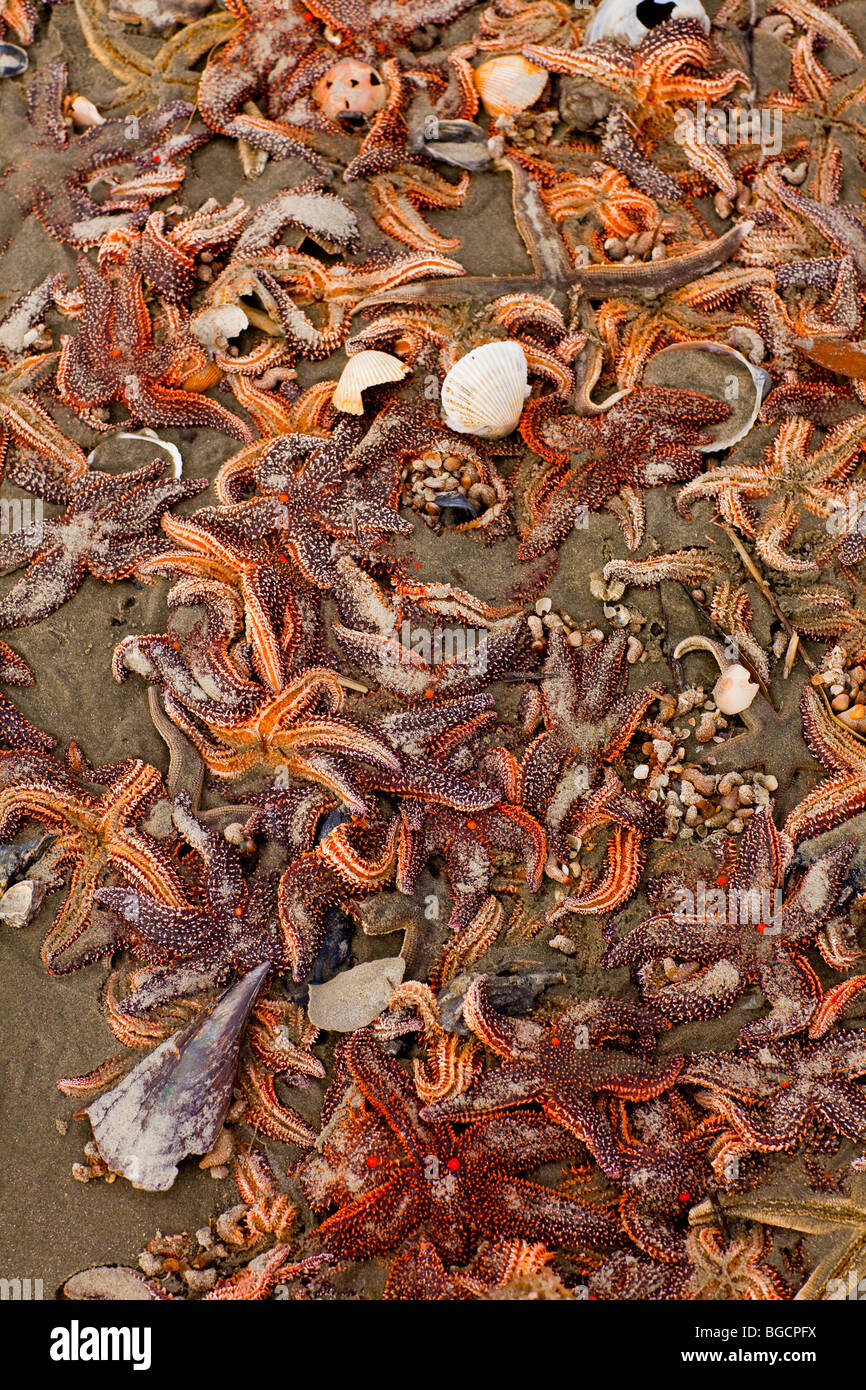 A mass of small-spine sea star (Echinaster spinulosus) at the Isle of Palms beach near Charleston, SC. Stock Photo
