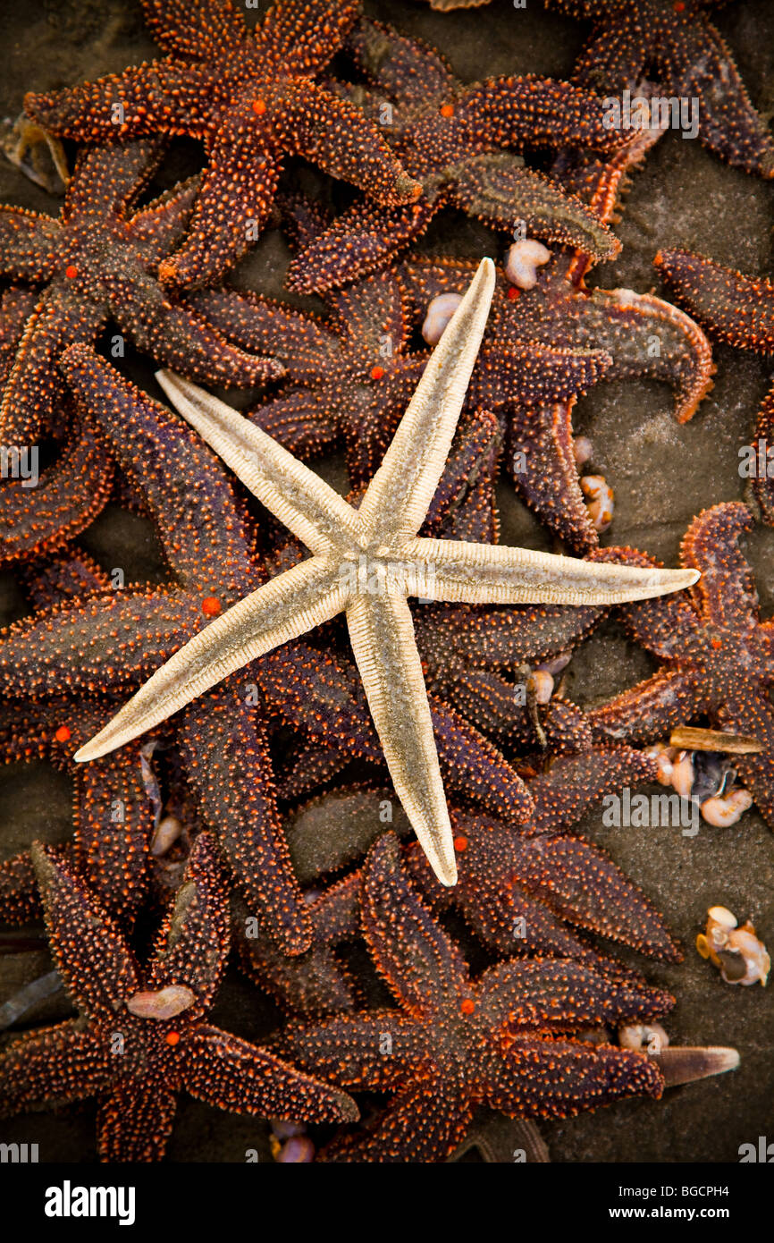 A gray sea star (Luidia clathrata) on top a group of small-spine sea stars (Echinaster spinulosus) at the Isle of Palms, SC Stock Photo
