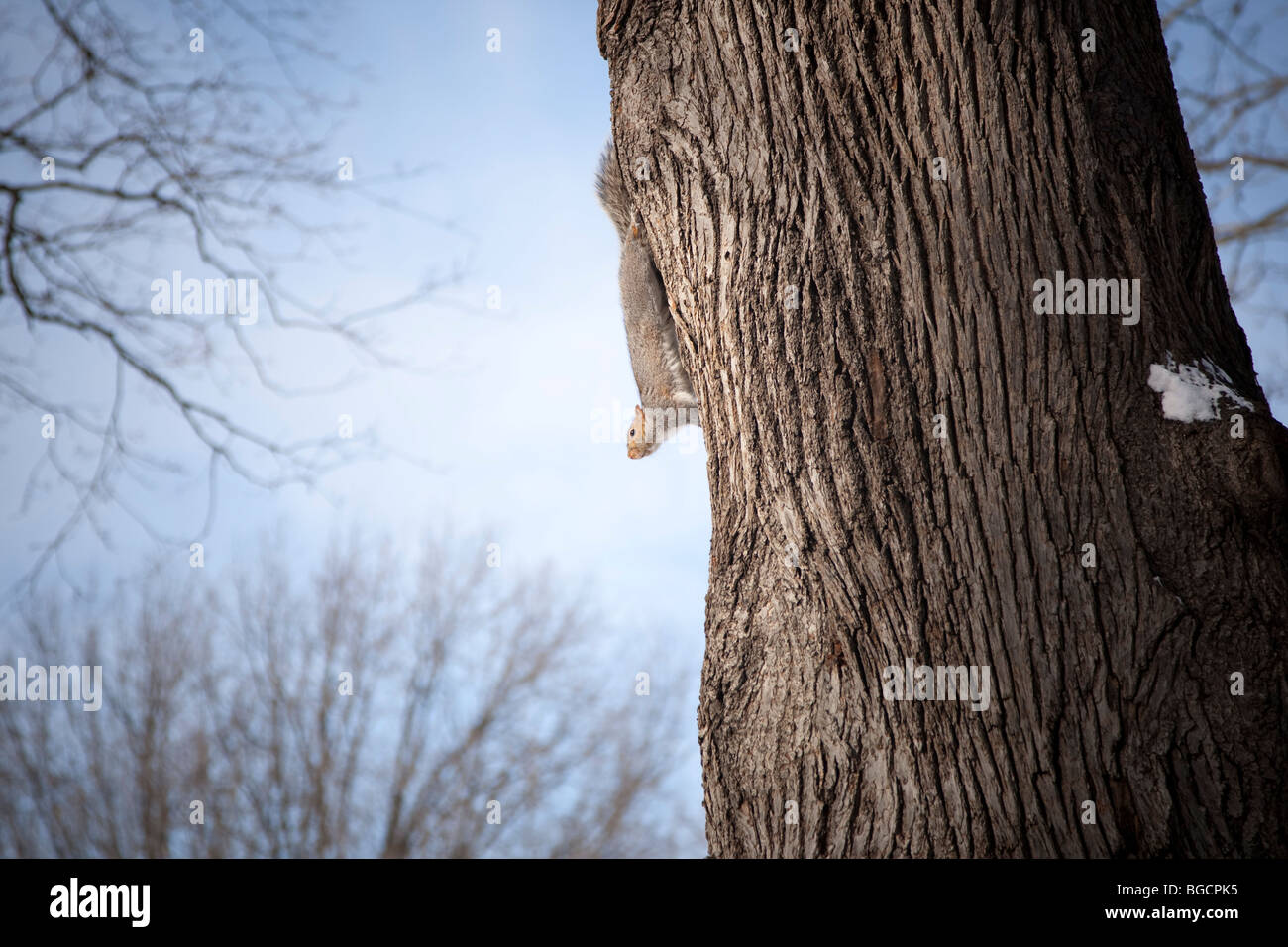 A squirrel hangs from the side of a tree trunk in Central Park in New York USA 20 December 2009 Stock Photo