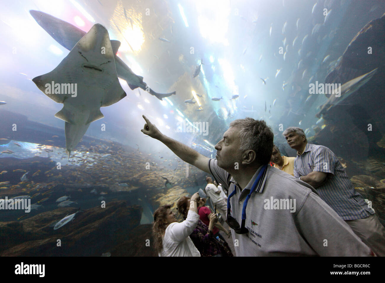 A man pointing at a manta ray at the Dubai Aquarium, United Arab Emirates Stock Photo