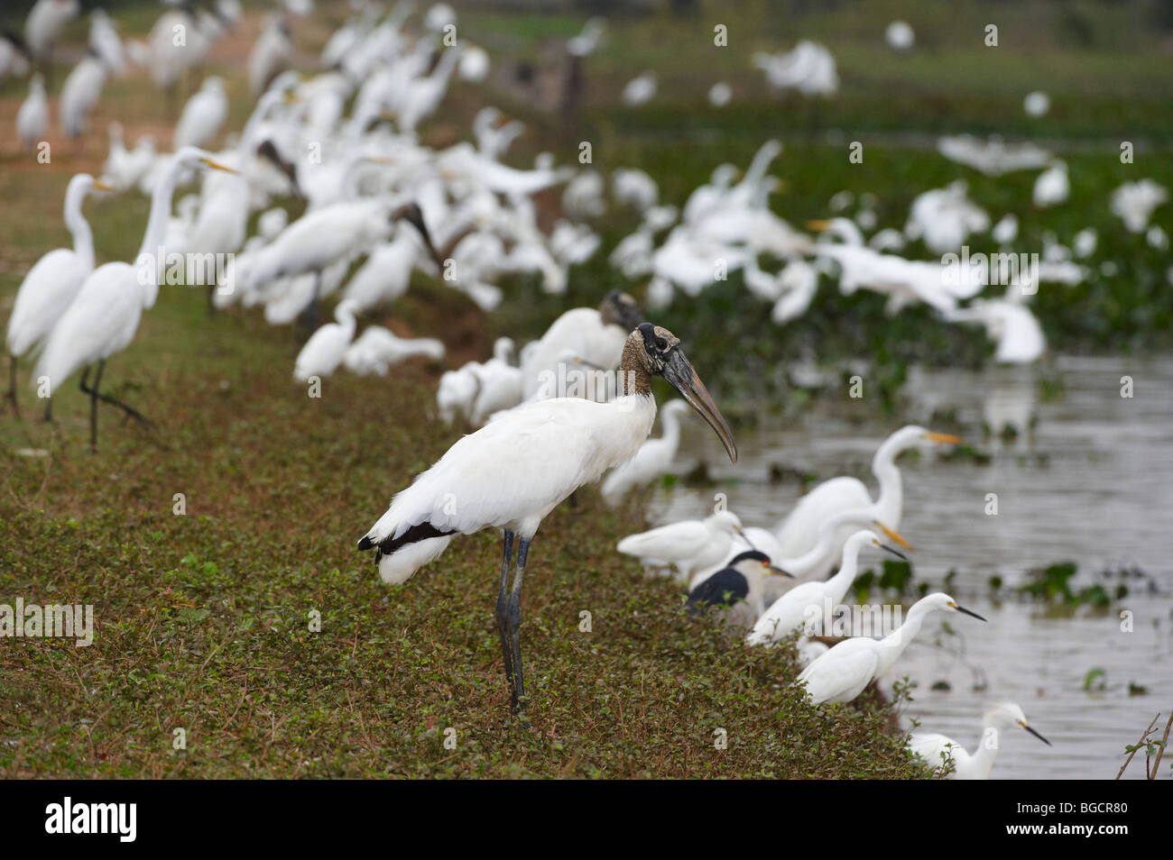 Wood Stork, Mycteria americana, Great White Egrets and Snowy Egrets, Casmerodius albus and EGRETTA THULA, PANTANAL, Brasil Stock Photo