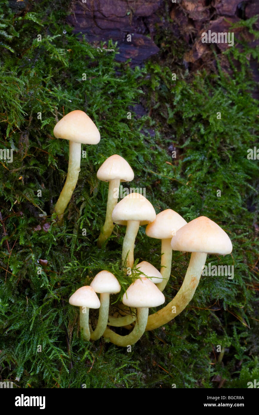 The young fruiting bodies of the Sulphur Tuft Fungus Stock Photo