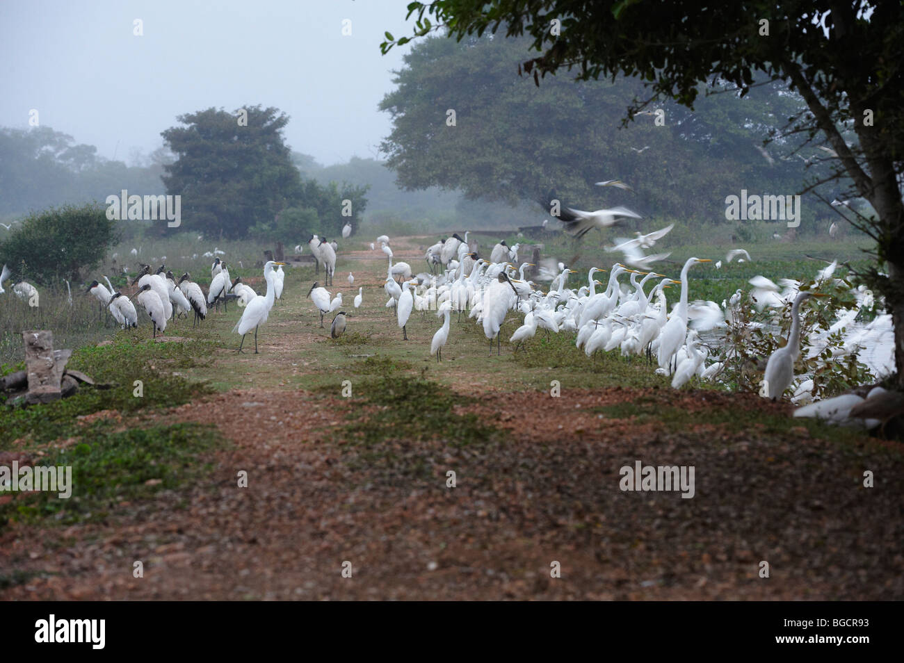 huge flock of Great White Egrets and Snowy Egrets standing at a pound, Casmerodius albus and EGRETTA THULA, PANTANAL, Brasil Stock Photo