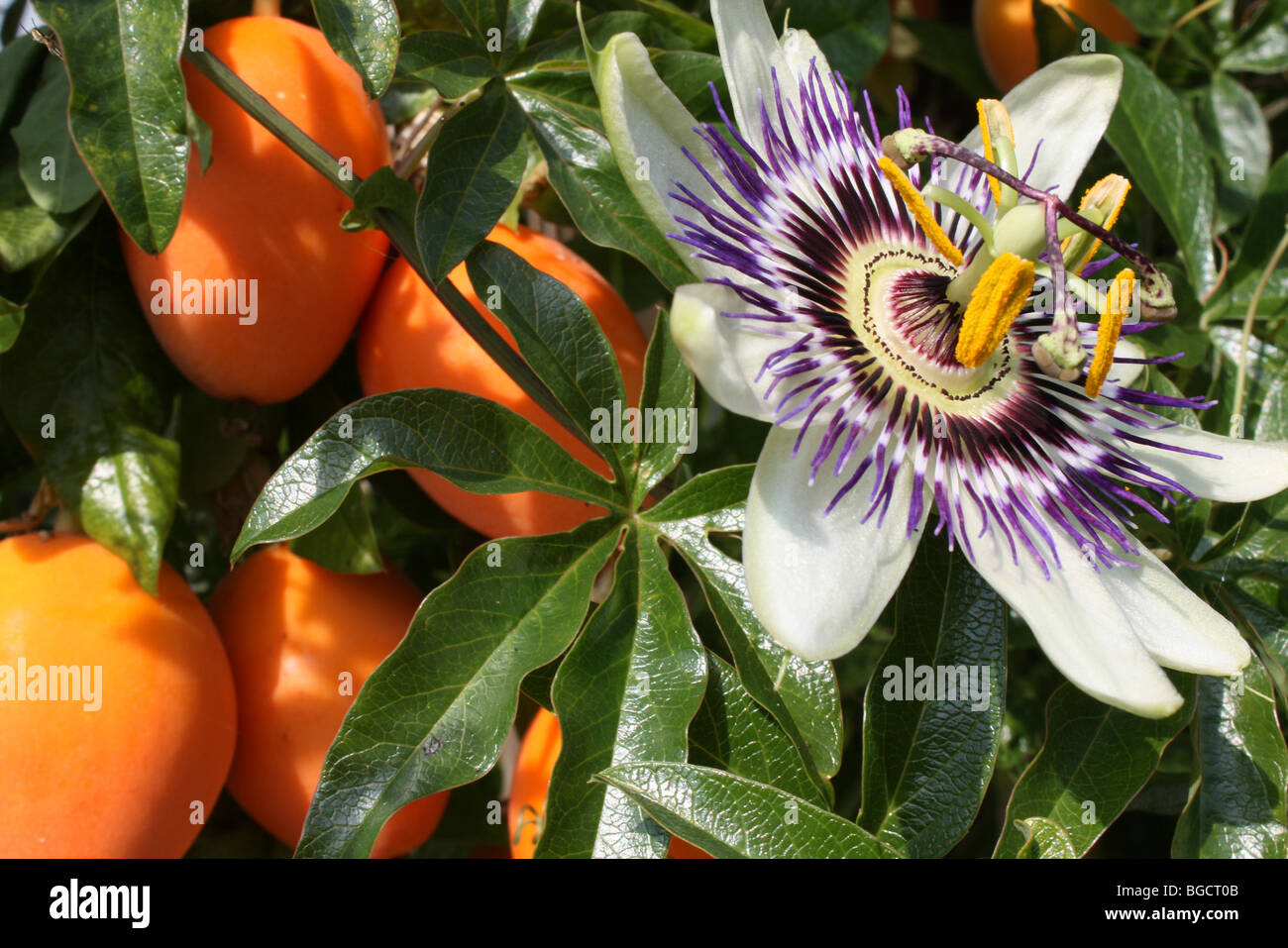 passion fruit flowers in English summer garden Stock Photo