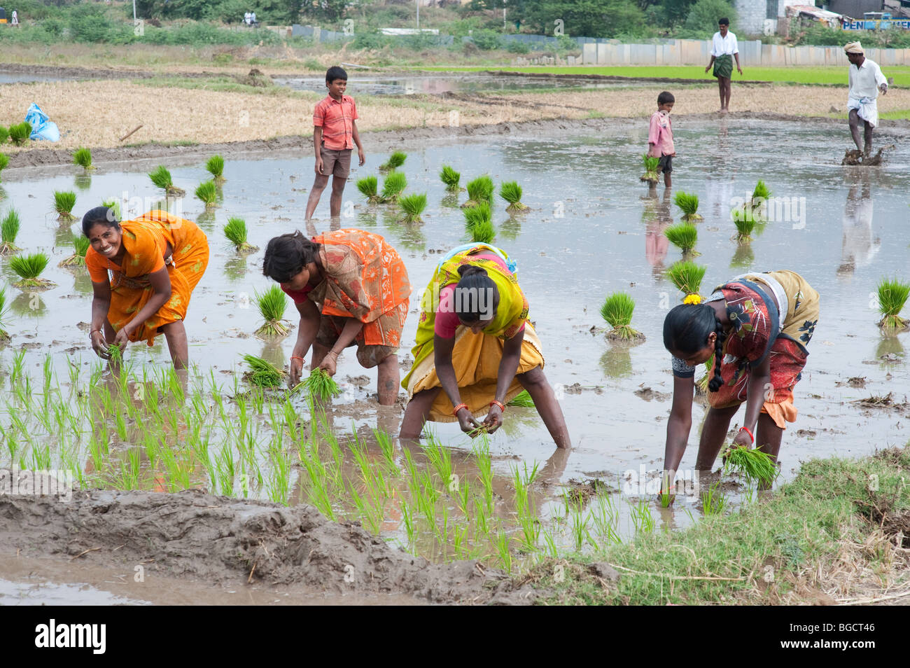 Indian women planting young rice plants in a paddy field in India ...
