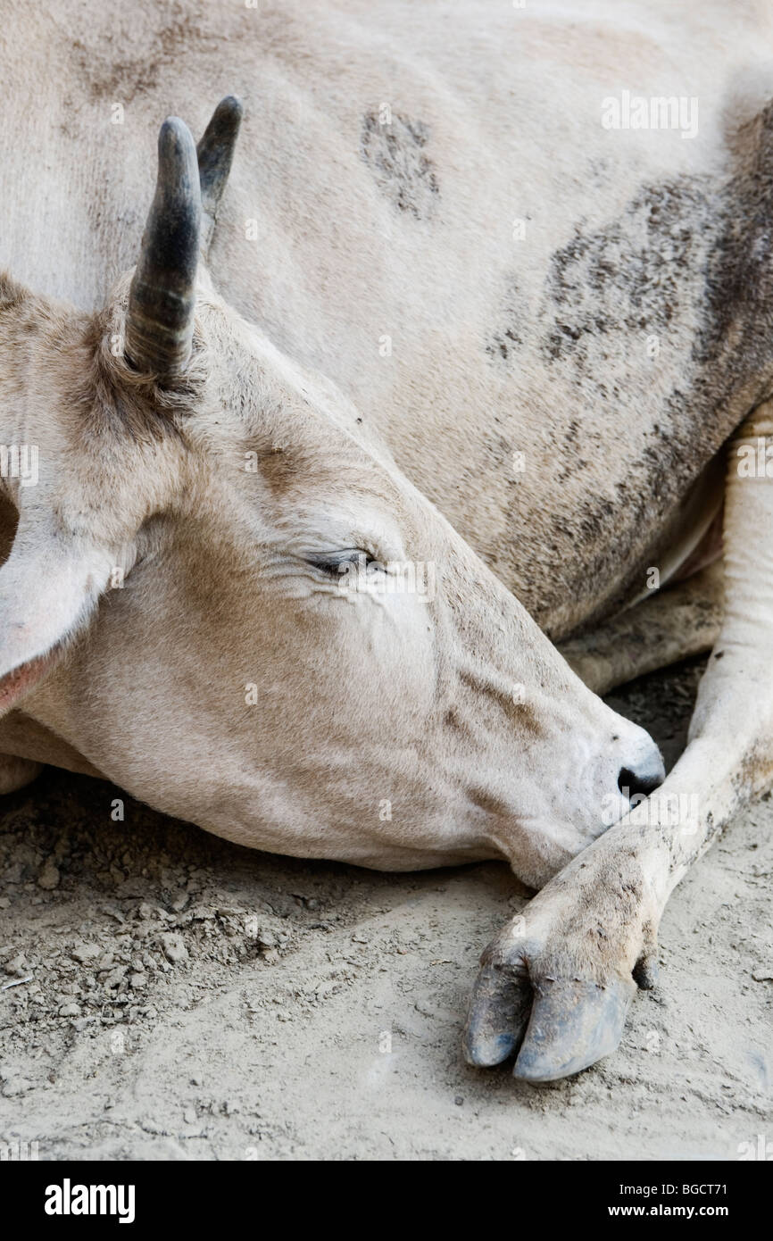 Holy cow sleeping. Varanasi, India. Stock Photo