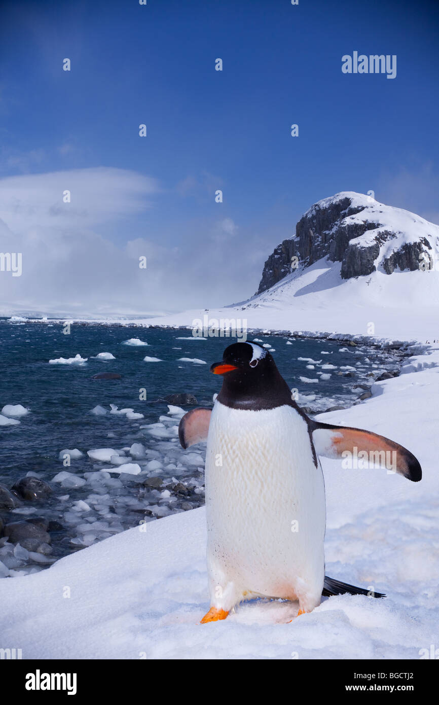 Forward to the future, penguin in Antarctica Stock Photo