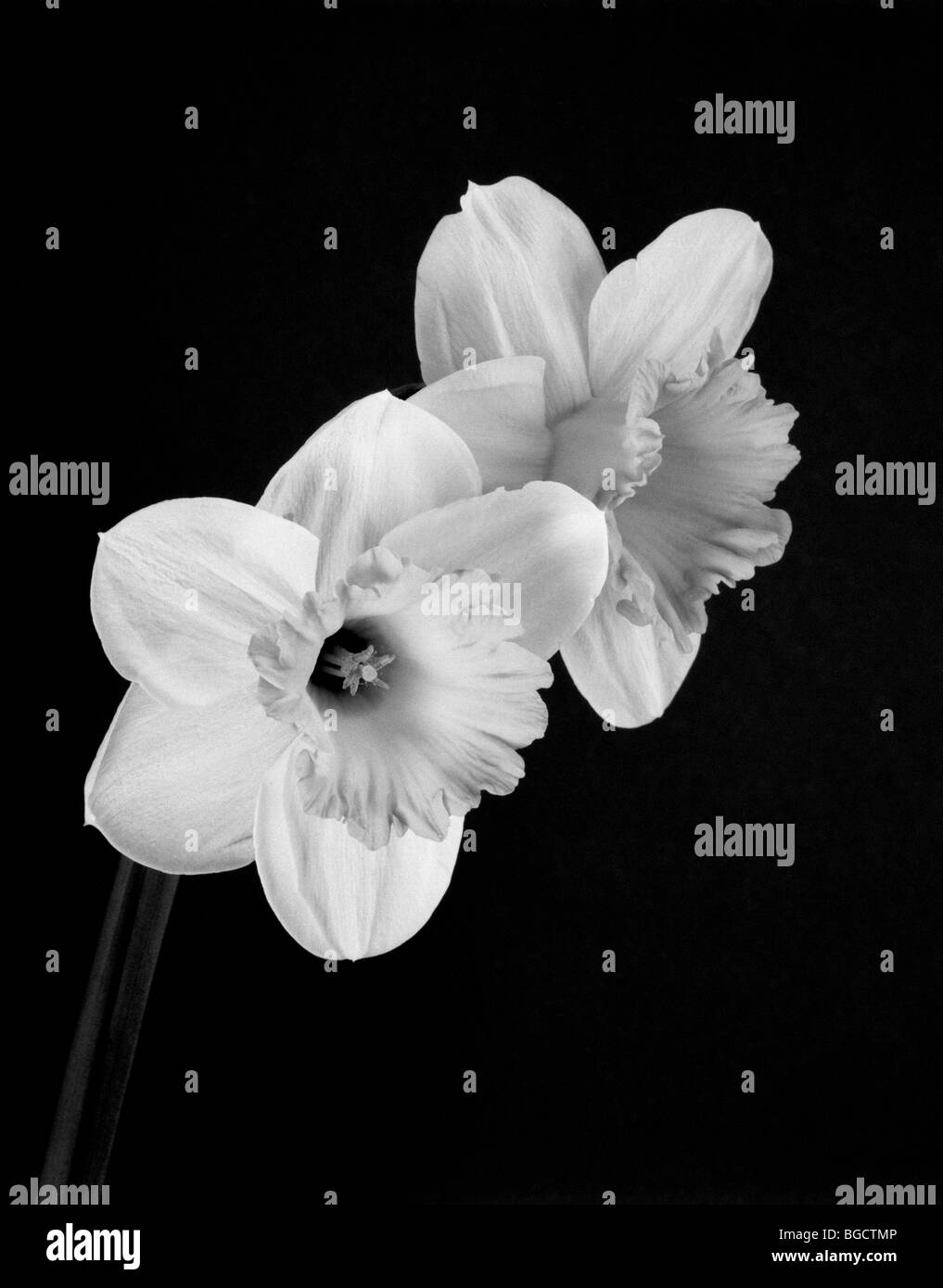 Washington - Daffodil flowers in black and white. Stock Photo