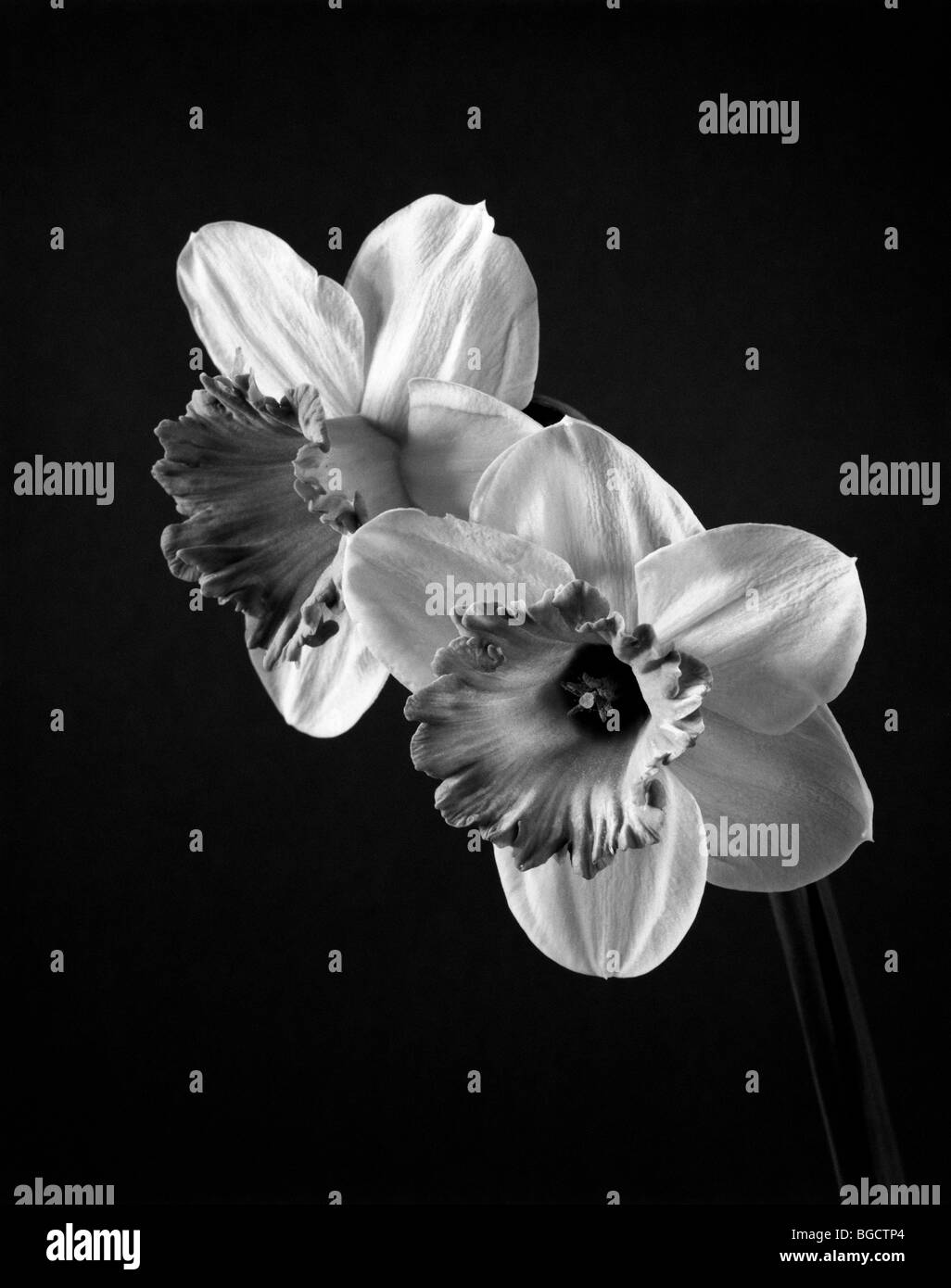 WASHINGTON - Daffodil flower in black and white. Stock Photo