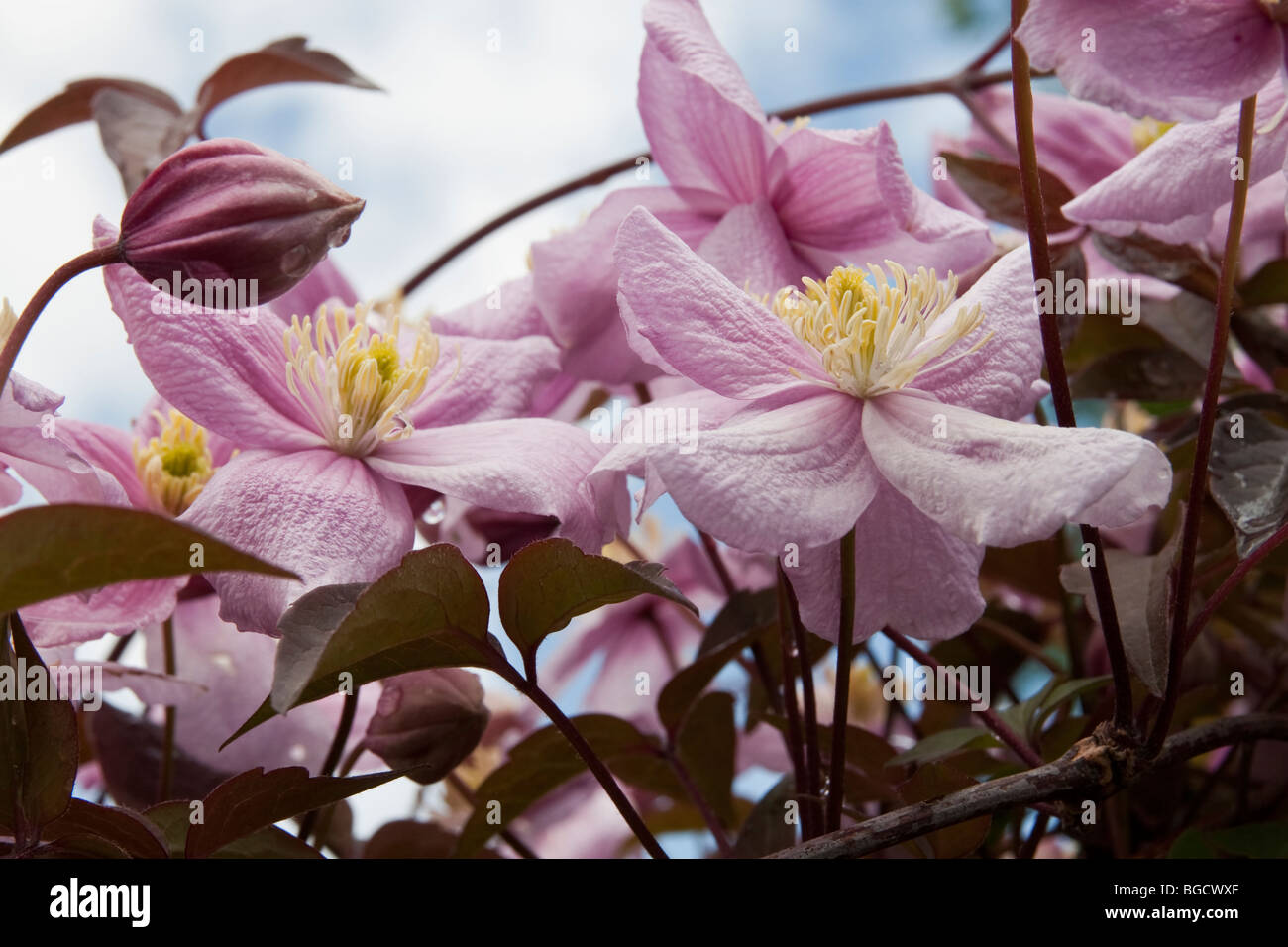 Danish horticulture hi-res stock photography and images - Alamy