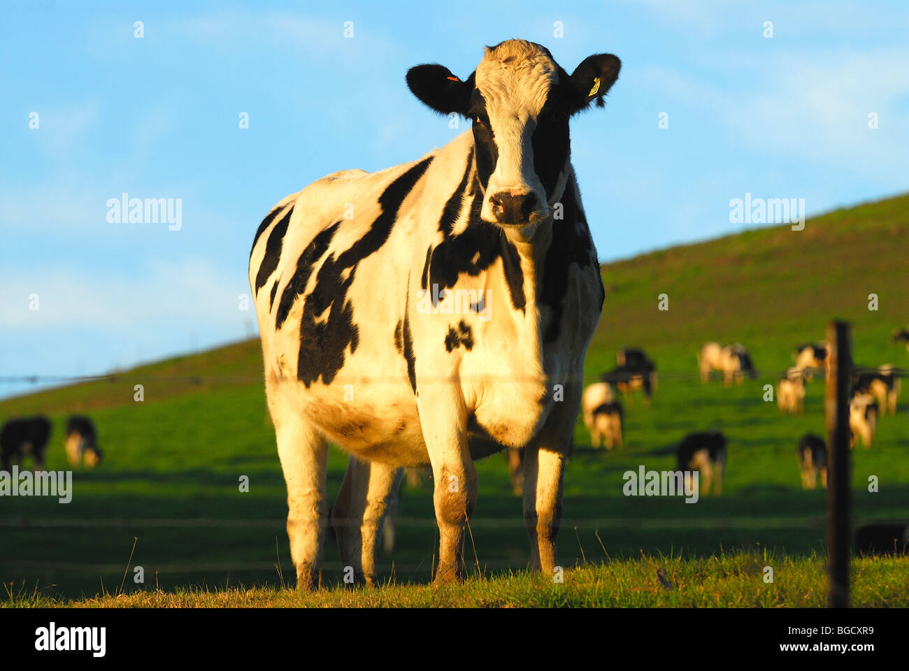 a black and white cow in a green hill field with  herd in background and a blue sky Stock Photo